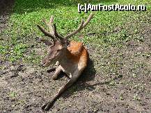 [P19] Cerb din mini-gradina zoologica de la Han » foto by mitzulik
 - 
<span class="allrVoted glyphicon glyphicon-heart hidden" id="av89145"></span>
<a class="m-l-10 hidden" id="sv89145" onclick="voting_Foto_DelVot(,89145,2327)" role="button">șterge vot <span class="glyphicon glyphicon-remove"></span></a>
<a id="v989145" class=" c-red"  onclick="voting_Foto_SetVot(89145)" role="button"><span class="glyphicon glyphicon-heart-empty"></span> <b>LIKE</b> = Votează poza</a> <img class="hidden"  id="f89145W9" src="/imagini/loader.gif" border="0" /><span class="AjErrMes hidden" id="e89145ErM"></span>