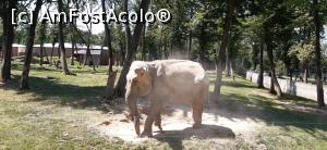[P26] Tristul si incinsul elefant. Facea baie de praf. » foto by raluca banu
 - 
<span class="allrVoted glyphicon glyphicon-heart hidden" id="av1357101"></span>
<a class="m-l-10 hidden" id="sv1357101" onclick="voting_Foto_DelVot(,1357101,2335)" role="button">șterge vot <span class="glyphicon glyphicon-remove"></span></a>
<a id="v91357101" class=" c-red"  onclick="voting_Foto_SetVot(1357101)" role="button"><span class="glyphicon glyphicon-heart-empty"></span> <b>LIKE</b> = Votează poza</a> <img class="hidden"  id="f1357101W9" src="/imagini/loader.gif" border="0" /><span class="AjErrMes hidden" id="e1357101ErM"></span>