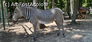 [P29] O zebra trista » foto by raluca banu
 - 
<span class="allrVoted glyphicon glyphicon-heart hidden" id="av1357104"></span>
<a class="m-l-10 hidden" id="sv1357104" onclick="voting_Foto_DelVot(,1357104,2335)" role="button">șterge vot <span class="glyphicon glyphicon-remove"></span></a>
<a id="v91357104" class=" c-red"  onclick="voting_Foto_SetVot(1357104)" role="button"><span class="glyphicon glyphicon-heart-empty"></span> <b>LIKE</b> = Votează poza</a> <img class="hidden"  id="f1357104W9" src="/imagini/loader.gif" border="0" /><span class="AjErrMes hidden" id="e1357104ErM"></span>
