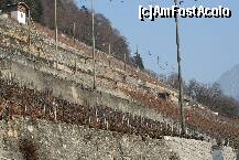 [P02] Viile   'in panta' ale elvetienilor, lucrate cu precizie de     ceasornicar, Elvetia, din cate stiu eu, este singura tara din lume care nu exporta vinul produs. » foto by icata24
 - 
<span class="allrVoted glyphicon glyphicon-heart hidden" id="av200846"></span>
<a class="m-l-10 hidden" id="sv200846" onclick="voting_Foto_DelVot(,200846,2363)" role="button">șterge vot <span class="glyphicon glyphicon-remove"></span></a>
<a id="v9200846" class=" c-red"  onclick="voting_Foto_SetVot(200846)" role="button"><span class="glyphicon glyphicon-heart-empty"></span> <b>LIKE</b> = Votează poza</a> <img class="hidden"  id="f200846W9" src="/imagini/loader.gif" border="0" /><span class="AjErrMes hidden" id="e200846ErM"></span>