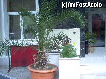 [P24] Plante ornamentale la intrarea in hotel Ferdinand » foto by hlli
 - 
<span class="allrVoted glyphicon glyphicon-heart hidden" id="av264574"></span>
<a class="m-l-10 hidden" id="sv264574" onclick="voting_Foto_DelVot(,264574,2370)" role="button">șterge vot <span class="glyphicon glyphicon-remove"></span></a>
<a id="v9264574" class=" c-red"  onclick="voting_Foto_SetVot(264574)" role="button"><span class="glyphicon glyphicon-heart-empty"></span> <b>LIKE</b> = Votează poza</a> <img class="hidden"  id="f264574W9" src="/imagini/loader.gif" border="0" /><span class="AjErrMes hidden" id="e264574ErM"></span>
