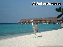 [P01] ibis pe plaja » foto by viperadracoasa
 - 
<span class="allrVoted glyphicon glyphicon-heart hidden" id="av7366"></span>
<a class="m-l-10 hidden" id="sv7366" onclick="voting_Foto_DelVot(,7366,2393)" role="button">șterge vot <span class="glyphicon glyphicon-remove"></span></a>
<a id="v97366" class=" c-red"  onclick="voting_Foto_SetVot(7366)" role="button"><span class="glyphicon glyphicon-heart-empty"></span> <b>LIKE</b> = Votează poza</a> <img class="hidden"  id="f7366W9" src="/imagini/loader.gif" border="0" /><span class="AjErrMes hidden" id="e7366ErM"></span>