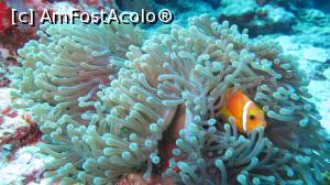 [P11] Anemona fish » foto by mihai-
 - 
<span class="allrVoted glyphicon glyphicon-heart hidden" id="av717407"></span>
<a class="m-l-10 hidden" id="sv717407" onclick="voting_Foto_DelVot(,717407,2393)" role="button">șterge vot <span class="glyphicon glyphicon-remove"></span></a>
<a id="v9717407" class=" c-red"  onclick="voting_Foto_SetVot(717407)" role="button"><span class="glyphicon glyphicon-heart-empty"></span> <b>LIKE</b> = Votează poza</a> <img class="hidden"  id="f717407W9" src="/imagini/loader.gif" border="0" /><span class="AjErrMes hidden" id="e717407ErM"></span>