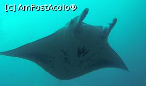 [P13] Manta » foto by mihai-
 - 
<span class="allrVoted glyphicon glyphicon-heart hidden" id="av717409"></span>
<a class="m-l-10 hidden" id="sv717409" onclick="voting_Foto_DelVot(,717409,2393)" role="button">șterge vot <span class="glyphicon glyphicon-remove"></span></a>
<a id="v9717409" class=" c-red"  onclick="voting_Foto_SetVot(717409)" role="button"><span class="glyphicon glyphicon-heart-empty"></span> <b>LIKE</b> = Votează poza</a> <img class="hidden"  id="f717409W9" src="/imagini/loader.gif" border="0" /><span class="AjErrMes hidden" id="e717409ErM"></span>