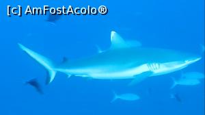 [P16] White tip reef shark » foto by mihai-
 - 
<span class="allrVoted glyphicon glyphicon-heart hidden" id="av717412"></span>
<a class="m-l-10 hidden" id="sv717412" onclick="voting_Foto_DelVot(,717412,2393)" role="button">șterge vot <span class="glyphicon glyphicon-remove"></span></a>
<a id="v9717412" class=" c-red"  onclick="voting_Foto_SetVot(717412)" role="button"><span class="glyphicon glyphicon-heart-empty"></span> <b>LIKE</b> = Votează poza</a> <img class="hidden"  id="f717412W9" src="/imagini/loader.gif" border="0" /><span class="AjErrMes hidden" id="e717412ErM"></span>