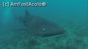 [P17] whale shark » foto by mihai-
 - 
<span class="allrVoted glyphicon glyphicon-heart hidden" id="av717413"></span>
<a class="m-l-10 hidden" id="sv717413" onclick="voting_Foto_DelVot(,717413,2393)" role="button">șterge vot <span class="glyphicon glyphicon-remove"></span></a>
<a id="v9717413" class=" c-red"  onclick="voting_Foto_SetVot(717413)" role="button"><span class="glyphicon glyphicon-heart-empty"></span> <b>LIKE</b> = Votează poza</a> <img class="hidden"  id="f717413W9" src="/imagini/loader.gif" border="0" /><span class="AjErrMes hidden" id="e717413ErM"></span>