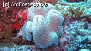 [P20] Coral » foto by mihai-
 - 
<span class="allrVoted glyphicon glyphicon-heart hidden" id="av717416"></span>
<a class="m-l-10 hidden" id="sv717416" onclick="voting_Foto_DelVot(,717416,2393)" role="button">șterge vot <span class="glyphicon glyphicon-remove"></span></a>
<a id="v9717416" class=" c-red"  onclick="voting_Foto_SetVot(717416)" role="button"><span class="glyphicon glyphicon-heart-empty"></span> <b>LIKE</b> = Votează poza</a> <img class="hidden"  id="f717416W9" src="/imagini/loader.gif" border="0" /><span class="AjErrMes hidden" id="e717416ErM"></span>