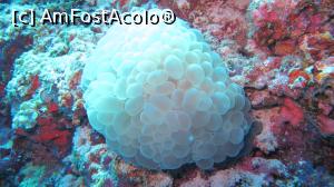 [P21] Spanish dancer eggs » foto by mihai-
 - 
<span class="allrVoted glyphicon glyphicon-heart hidden" id="av717417"></span>
<a class="m-l-10 hidden" id="sv717417" onclick="voting_Foto_DelVot(,717417,2393)" role="button">șterge vot <span class="glyphicon glyphicon-remove"></span></a>
<a id="v9717417" class=" c-red"  onclick="voting_Foto_SetVot(717417)" role="button"><span class="glyphicon glyphicon-heart-empty"></span> <b>LIKE</b> = Votează poza</a> <img class="hidden"  id="f717417W9" src="/imagini/loader.gif" border="0" /><span class="AjErrMes hidden" id="e717417ErM"></span>