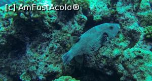 [P22] puffer fish » foto by mihai-
 - 
<span class="allrVoted glyphicon glyphicon-heart hidden" id="av717418"></span>
<a class="m-l-10 hidden" id="sv717418" onclick="voting_Foto_DelVot(,717418,2393)" role="button">șterge vot <span class="glyphicon glyphicon-remove"></span></a>
<a id="v9717418" class=" c-red"  onclick="voting_Foto_SetVot(717418)" role="button"><span class="glyphicon glyphicon-heart-empty"></span> <b>LIKE</b> = Votează poza</a> <img class="hidden"  id="f717418W9" src="/imagini/loader.gif" border="0" /><span class="AjErrMes hidden" id="e717418ErM"></span>