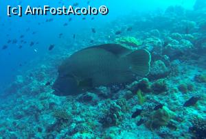 [P26] Napoleon fish » foto by mihai-
 - 
<span class="allrVoted glyphicon glyphicon-heart hidden" id="av717422"></span>
<a class="m-l-10 hidden" id="sv717422" onclick="voting_Foto_DelVot(,717422,2393)" role="button">șterge vot <span class="glyphicon glyphicon-remove"></span></a>
<a id="v9717422" class=" c-red"  onclick="voting_Foto_SetVot(717422)" role="button"><span class="glyphicon glyphicon-heart-empty"></span> <b>LIKE</b> = Votează poza</a> <img class="hidden"  id="f717422W9" src="/imagini/loader.gif" border="0" /><span class="AjErrMes hidden" id="e717422ErM"></span>