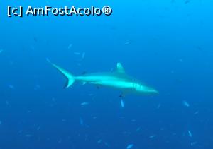 [P27] silky shark » foto by mihai-
 - 
<span class="allrVoted glyphicon glyphicon-heart hidden" id="av717423"></span>
<a class="m-l-10 hidden" id="sv717423" onclick="voting_Foto_DelVot(,717423,2393)" role="button">șterge vot <span class="glyphicon glyphicon-remove"></span></a>
<a id="v9717423" class=" c-red"  onclick="voting_Foto_SetVot(717423)" role="button"><span class="glyphicon glyphicon-heart-empty"></span> <b>LIKE</b> = Votează poza</a> <img class="hidden"  id="f717423W9" src="/imagini/loader.gif" border="0" /><span class="AjErrMes hidden" id="e717423ErM"></span>