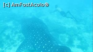 [P28] whale shark » foto by mihai-
 - 
<span class="allrVoted glyphicon glyphicon-heart hidden" id="av717424"></span>
<a class="m-l-10 hidden" id="sv717424" onclick="voting_Foto_DelVot(,717424,2393)" role="button">șterge vot <span class="glyphicon glyphicon-remove"></span></a>
<a id="v9717424" class=" c-red"  onclick="voting_Foto_SetVot(717424)" role="button"><span class="glyphicon glyphicon-heart-empty"></span> <b>LIKE</b> = Votează poza</a> <img class="hidden"  id="f717424W9" src="/imagini/loader.gif" border="0" /><span class="AjErrMes hidden" id="e717424ErM"></span>