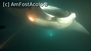 [P29] Manta noaptea » foto by mihai-
 - 
<span class="allrVoted glyphicon glyphicon-heart hidden" id="av717425"></span>
<a class="m-l-10 hidden" id="sv717425" onclick="voting_Foto_DelVot(,717425,2393)" role="button">șterge vot <span class="glyphicon glyphicon-remove"></span></a>
<a id="v9717425" class=" c-red"  onclick="voting_Foto_SetVot(717425)" role="button"><span class="glyphicon glyphicon-heart-empty"></span> <b>LIKE</b> = Votează poza</a> <img class="hidden"  id="f717425W9" src="/imagini/loader.gif" border="0" /><span class="AjErrMes hidden" id="e717425ErM"></span>