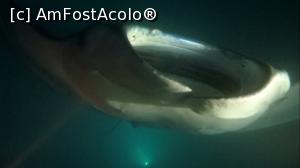 [P30] Manta noaptea » foto by mihai-
 - 
<span class="allrVoted glyphicon glyphicon-heart hidden" id="av717426"></span>
<a class="m-l-10 hidden" id="sv717426" onclick="voting_Foto_DelVot(,717426,2393)" role="button">șterge vot <span class="glyphicon glyphicon-remove"></span></a>
<a id="v9717426" class=" c-red"  onclick="voting_Foto_SetVot(717426)" role="button"><span class="glyphicon glyphicon-heart-empty"></span> <b>LIKE</b> = Votează poza</a> <img class="hidden"  id="f717426W9" src="/imagini/loader.gif" border="0" /><span class="AjErrMes hidden" id="e717426ErM"></span>