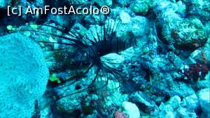 [P31] Lion fish » foto by mihai-
 - 
<span class="allrVoted glyphicon glyphicon-heart hidden" id="av717427"></span>
<a class="m-l-10 hidden" id="sv717427" onclick="voting_Foto_DelVot(,717427,2393)" role="button">șterge vot <span class="glyphicon glyphicon-remove"></span></a>
<a id="v9717427" class=" c-red"  onclick="voting_Foto_SetVot(717427)" role="button"><span class="glyphicon glyphicon-heart-empty"></span> <b>LIKE</b> = Votează poza</a> <img class="hidden"  id="f717427W9" src="/imagini/loader.gif" border="0" /><span class="AjErrMes hidden" id="e717427ErM"></span>