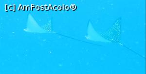 [P32] Spotted Eagle rays » foto by mihai-
 - 
<span class="allrVoted glyphicon glyphicon-heart hidden" id="av717428"></span>
<a class="m-l-10 hidden" id="sv717428" onclick="voting_Foto_DelVot(,717428,2393)" role="button">șterge vot <span class="glyphicon glyphicon-remove"></span></a>
<a id="v9717428" class=" c-red"  onclick="voting_Foto_SetVot(717428)" role="button"><span class="glyphicon glyphicon-heart-empty"></span> <b>LIKE</b> = Votează poza</a> <img class="hidden"  id="f717428W9" src="/imagini/loader.gif" border="0" /><span class="AjErrMes hidden" id="e717428ErM"></span>