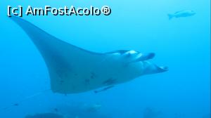 [P06] MANTA » foto by mihai-
 - 
<span class="allrVoted glyphicon glyphicon-heart hidden" id="av717402"></span>
<a class="m-l-10 hidden" id="sv717402" onclick="voting_Foto_DelVot(,717402,2393)" role="button">șterge vot <span class="glyphicon glyphicon-remove"></span></a>
<a id="v9717402" class=" c-red"  onclick="voting_Foto_SetVot(717402)" role="button"><span class="glyphicon glyphicon-heart-empty"></span> <b>LIKE</b> = Votează poza</a> <img class="hidden"  id="f717402W9" src="/imagini/loader.gif" border="0" /><span class="AjErrMes hidden" id="e717402ErM"></span>