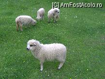 [P02] Noroc că a fost mai devreme Paştele anul acesta » foto by krondia*
 - 
<span class="allrVoted glyphicon glyphicon-heart hidden" id="av94460"></span>
<a class="m-l-10 hidden" id="sv94460" onclick="voting_Foto_DelVot(,94460,2421)" role="button">șterge vot <span class="glyphicon glyphicon-remove"></span></a>
<a id="v994460" class=" c-red"  onclick="voting_Foto_SetVot(94460)" role="button"><span class="glyphicon glyphicon-heart-empty"></span> <b>LIKE</b> = Votează poza</a> <img class="hidden"  id="f94460W9" src="/imagini/loader.gif" border="0" /><span class="AjErrMes hidden" id="e94460ErM"></span>