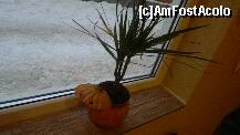 [P11] dovlecelul de la geam » foto by gabitza47
 - 
<span class="allrVoted glyphicon glyphicon-heart hidden" id="av284933"></span>
<a class="m-l-10 hidden" id="sv284933" onclick="voting_Foto_DelVot(,284933,2421)" role="button">șterge vot <span class="glyphicon glyphicon-remove"></span></a>
<a id="v9284933" class=" c-red"  onclick="voting_Foto_SetVot(284933)" role="button"><span class="glyphicon glyphicon-heart-empty"></span> <b>LIKE</b> = Votează poza</a> <img class="hidden"  id="f284933W9" src="/imagini/loader.gif" border="0" /><span class="AjErrMes hidden" id="e284933ErM"></span>