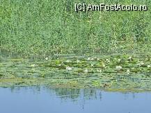[P23] Nuferi albi pe lacul  Trei Iezere » foto by TORA INGRID
 - 
<span class="allrVoted glyphicon glyphicon-heart hidden" id="av81748"></span>
<a class="m-l-10 hidden" id="sv81748" onclick="voting_Foto_DelVot(,81748,2441)" role="button">șterge vot <span class="glyphicon glyphicon-remove"></span></a>
<a id="v981748" class=" c-red"  onclick="voting_Foto_SetVot(81748)" role="button"><span class="glyphicon glyphicon-heart-empty"></span> <b>LIKE</b> = Votează poza</a> <img class="hidden"  id="f81748W9" src="/imagini/loader.gif" border="0" /><span class="AjErrMes hidden" id="e81748ErM"></span>