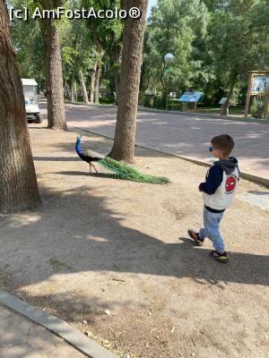 [P23] Zoo Madrid » foto by Catalina E
 - 
<span class="allrVoted glyphicon glyphicon-heart hidden" id="av1366098"></span>
<a class="m-l-10 hidden" id="sv1366098" onclick="voting_Foto_DelVot(,1366098,2442)" role="button">șterge vot <span class="glyphicon glyphicon-remove"></span></a>
<a id="v91366098" class=" c-red"  onclick="voting_Foto_SetVot(1366098)" role="button"><span class="glyphicon glyphicon-heart-empty"></span> <b>LIKE</b> = Votează poza</a> <img class="hidden"  id="f1366098W9" src="/imagini/loader.gif" border="0" /><span class="AjErrMes hidden" id="e1366098ErM"></span>