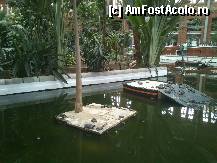 [P06] Lacul era plin de broscute testoase... » foto by alinaro
 - 
<span class="allrVoted glyphicon glyphicon-heart hidden" id="av328088"></span>
<a class="m-l-10 hidden" id="sv328088" onclick="voting_Foto_DelVot(,328088,2442)" role="button">șterge vot <span class="glyphicon glyphicon-remove"></span></a>
<a id="v9328088" class=" c-red"  onclick="voting_Foto_SetVot(328088)" role="button"><span class="glyphicon glyphicon-heart-empty"></span> <b>LIKE</b> = Votează poza</a> <img class="hidden"  id="f328088W9" src="/imagini/loader.gif" border="0" /><span class="AjErrMes hidden" id="e328088ErM"></span>
