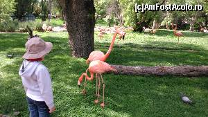 [P02] Pasarile Flamingo » foto by Mala
 - 
<span class="allrVoted glyphicon glyphicon-heart hidden" id="av513619"></span>
<a class="m-l-10 hidden" id="sv513619" onclick="voting_Foto_DelVot(,513619,2442)" role="button">șterge vot <span class="glyphicon glyphicon-remove"></span></a>
<a id="v9513619" class=" c-red"  onclick="voting_Foto_SetVot(513619)" role="button"><span class="glyphicon glyphicon-heart-empty"></span> <b>LIKE</b> = Votează poza</a> <img class="hidden"  id="f513619W9" src="/imagini/loader.gif" border="0" /><span class="AjErrMes hidden" id="e513619ErM"></span>
