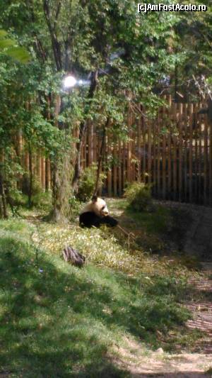 [P03] Ursul Panda » foto by Mala
 - 
<span class="allrVoted glyphicon glyphicon-heart hidden" id="av513620"></span>
<a class="m-l-10 hidden" id="sv513620" onclick="voting_Foto_DelVot(,513620,2442)" role="button">șterge vot <span class="glyphicon glyphicon-remove"></span></a>
<a id="v9513620" class=" c-red"  onclick="voting_Foto_SetVot(513620)" role="button"><span class="glyphicon glyphicon-heart-empty"></span> <b>LIKE</b> = Votează poza</a> <img class="hidden"  id="f513620W9" src="/imagini/loader.gif" border="0" /><span class="AjErrMes hidden" id="e513620ErM"></span>