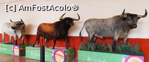 [P29] Niste boi. Pardon, tauri. » foto by DanSta
 - 
<span class="allrVoted glyphicon glyphicon-heart hidden" id="av1290792"></span>
<a class="m-l-10 hidden" id="sv1290792" onclick="voting_Foto_DelVot(,1290792,2442)" role="button">șterge vot <span class="glyphicon glyphicon-remove"></span></a>
<a id="v91290792" class=" c-red"  onclick="voting_Foto_SetVot(1290792)" role="button"><span class="glyphicon glyphicon-heart-empty"></span> <b>LIKE</b> = Votează poza</a> <img class="hidden"  id="f1290792W9" src="/imagini/loader.gif" border="0" /><span class="AjErrMes hidden" id="e1290792ErM"></span>
