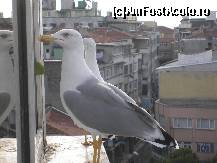 [P08] Pescarusii de la hotel Bekdas - Istambul - care luau masa cu noi :) » foto by mili1983
 - 
<span class="allrVoted glyphicon glyphicon-heart hidden" id="av25489"></span>
<a class="m-l-10 hidden" id="sv25489" onclick="voting_Foto_DelVot(,25489,2468)" role="button">șterge vot <span class="glyphicon glyphicon-remove"></span></a>
<a id="v925489" class=" c-red"  onclick="voting_Foto_SetVot(25489)" role="button"><span class="glyphicon glyphicon-heart-empty"></span> <b>LIKE</b> = Votează poza</a> <img class="hidden"  id="f25489W9" src="/imagini/loader.gif" border="0" /><span class="AjErrMes hidden" id="e25489ErM"></span>