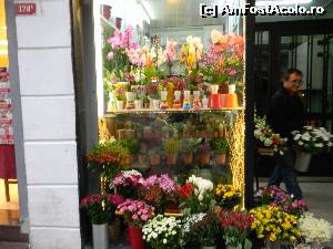 [P14] Florarie pe Istiklal.  » foto by GYL*
 - 
<span class="allrVoted glyphicon glyphicon-heart hidden" id="av589441"></span>
<a class="m-l-10 hidden" id="sv589441" onclick="voting_Foto_DelVot(,589441,2468)" role="button">șterge vot <span class="glyphicon glyphicon-remove"></span></a>
<a id="v9589441" class=" c-red"  onclick="voting_Foto_SetVot(589441)" role="button"><span class="glyphicon glyphicon-heart-empty"></span> <b>LIKE</b> = Votează poza</a> <img class="hidden"  id="f589441W9" src="/imagini/loader.gif" border="0" /><span class="AjErrMes hidden" id="e589441ErM"></span>