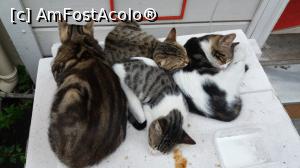 [P20] Miau!  » foto by titus29
 - 
<span class="allrVoted glyphicon glyphicon-heart hidden" id="av1048126"></span>
<a class="m-l-10 hidden" id="sv1048126" onclick="voting_Foto_DelVot(,1048126,2468)" role="button">șterge vot <span class="glyphicon glyphicon-remove"></span></a>
<a id="v91048126" class=" c-red"  onclick="voting_Foto_SetVot(1048126)" role="button"><span class="glyphicon glyphicon-heart-empty"></span> <b>LIKE</b> = Votează poza</a> <img class="hidden"  id="f1048126W9" src="/imagini/loader.gif" border="0" /><span class="AjErrMes hidden" id="e1048126ErM"></span>