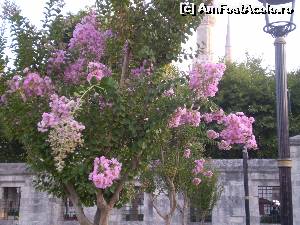 [P14] Un frumos pom înflorit din fața Moscheei Albastre.  » foto by Mihai18
 - 
<span class="allrVoted glyphicon glyphicon-heart hidden" id="av649252"></span>
<a class="m-l-10 hidden" id="sv649252" onclick="voting_Foto_DelVot(,649252,2468)" role="button">șterge vot <span class="glyphicon glyphicon-remove"></span></a>
<a id="v9649252" class=" c-red"  onclick="voting_Foto_SetVot(649252)" role="button"><span class="glyphicon glyphicon-heart-empty"></span> <b>LIKE</b> = Votează poza</a> <img class="hidden"  id="f649252W9" src="/imagini/loader.gif" border="0" /><span class="AjErrMes hidden" id="e649252ErM"></span>