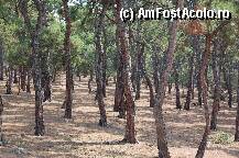 [P22x] Padurea de pini din Buyuk Ada » foto by ancamariagadea*
 - 
<span class="allrVoted glyphicon glyphicon-heart hidden" id="av36157"></span>
<a class="m-l-10 hidden" id="sv36157" onclick="voting_Foto_DelVot(,36157,2468)" role="button">șterge vot <span class="glyphicon glyphicon-remove"></span></a>
<a id="v936157" class=" c-red"  onclick="voting_Foto_SetVot(36157)" role="button"><span class="glyphicon glyphicon-heart-empty"></span> <b>LIKE</b> = Votează poza</a> <img class="hidden"  id="f36157W9" src="/imagini/loader.gif" border="0" /><span class="AjErrMes hidden" id="e36157ErM"></span>