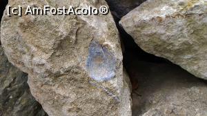 [P05] Urme de scoici pe pietrele cetatii.  » foto by Radix7
 - 
<span class="allrVoted glyphicon glyphicon-heart hidden" id="av849092"></span>
<a class="m-l-10 hidden" id="sv849092" onclick="voting_Foto_DelVot(,849092,2483)" role="button">șterge vot <span class="glyphicon glyphicon-remove"></span></a>
<a id="v9849092" class=" c-red"  onclick="voting_Foto_SetVot(849092)" role="button"><span class="glyphicon glyphicon-heart-empty"></span> <b>LIKE</b> = Votează poza</a> <img class="hidden"  id="f849092W9" src="/imagini/loader.gif" border="0" /><span class="AjErrMes hidden" id="e849092ErM"></span>