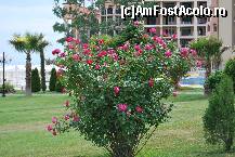 [P15] Hotel Royal Park - hotelul printre flori » foto by nicole33
 - 
<span class="allrVoted glyphicon glyphicon-heart hidden" id="av307036"></span>
<a class="m-l-10 hidden" id="sv307036" onclick="voting_Foto_DelVot(,307036,2498)" role="button">șterge vot <span class="glyphicon glyphicon-remove"></span></a>
<a id="v9307036" class=" c-red"  onclick="voting_Foto_SetVot(307036)" role="button"><span class="glyphicon glyphicon-heart-empty"></span> <b>LIKE</b> = Votează poza</a> <img class="hidden"  id="f307036W9" src="/imagini/loader.gif" border="0" /><span class="AjErrMes hidden" id="e307036ErM"></span>