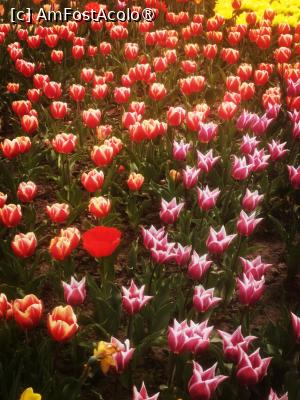 [P26]  -- <small>// FĂRĂ DESCRIERE</small> » foto by Cristian_h
 - 
<span class="allrVoted glyphicon glyphicon-heart hidden" id="av1524778"></span>
<a class="m-l-10 hidden" id="sv1524778" onclick="voting_Foto_DelVot(,1524778,2510)" role="button">șterge vot <span class="glyphicon glyphicon-remove"></span></a>
<a id="v91524778" class=" c-red"  onclick="voting_Foto_SetVot(1524778)" role="button"><span class="glyphicon glyphicon-heart-empty"></span> <b>LIKE</b> = Votează poza</a> <img class="hidden"  id="f1524778W9" src="/imagini/loader.gif" border="0" /><span class="AjErrMes hidden" id="e1524778ErM"></span>