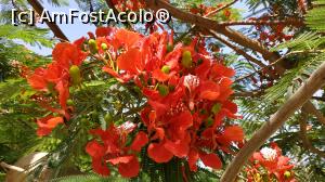 [P16] frumosii copaci infloriti » foto by elenaadina
 - 
<span class="allrVoted glyphicon glyphicon-heart hidden" id="av1263530"></span>
<a class="m-l-10 hidden" id="sv1263530" onclick="voting_Foto_DelVot(,1263530,2513)" role="button">șterge vot <span class="glyphicon glyphicon-remove"></span></a>
<a id="v91263530" class=" c-red"  onclick="voting_Foto_SetVot(1263530)" role="button"><span class="glyphicon glyphicon-heart-empty"></span> <b>LIKE</b> = Votează poza</a> <img class="hidden"  id="f1263530W9" src="/imagini/loader.gif" border="0" /><span class="AjErrMes hidden" id="e1263530ErM"></span>