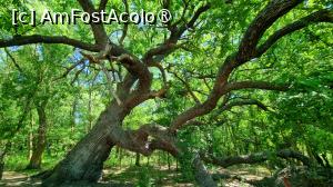 [P12] Stejarul îngenuncheat din pădurea Caraorman » foto by pepsi70ro
 - 
<span class="allrVoted glyphicon glyphicon-heart hidden" id="av1429198"></span>
<a class="m-l-10 hidden" id="sv1429198" onclick="voting_Foto_DelVot(,1429198,2514)" role="button">șterge vot <span class="glyphicon glyphicon-remove"></span></a>
<a id="v91429198" class=" c-red"  onclick="voting_Foto_SetVot(1429198)" role="button"><span class="glyphicon glyphicon-heart-empty"></span> <b>LIKE</b> = Votează poza</a> <img class="hidden"  id="f1429198W9" src="/imagini/loader.gif" border="0" /><span class="AjErrMes hidden" id="e1429198ErM"></span>