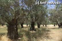 [P05] am vazut maslini in Turcia , Spania , Italia dar nu stiu de ce cei din Grecia par mai frumosi » foto by Cristian_h
 - 
<span class="allrVoted glyphicon glyphicon-heart hidden" id="av8156"></span>
<a class="m-l-10 hidden" id="sv8156" onclick="voting_Foto_DelVot(,8156,2551)" role="button">șterge vot <span class="glyphicon glyphicon-remove"></span></a>
<a id="v98156" class=" c-red"  onclick="voting_Foto_SetVot(8156)" role="button"><span class="glyphicon glyphicon-heart-empty"></span> <b>LIKE</b> = Votează poza</a> <img class="hidden"  id="f8156W9" src="/imagini/loader.gif" border="0" /><span class="AjErrMes hidden" id="e8156ErM"></span>