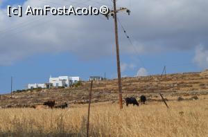 [P18] Prin Paros » foto by krisztike
 - 
<span class="allrVoted glyphicon glyphicon-heart hidden" id="av1051878"></span>
<a class="m-l-10 hidden" id="sv1051878" onclick="voting_Foto_DelVot(,1051878,2551)" role="button">șterge vot <span class="glyphicon glyphicon-remove"></span></a>
<a id="v91051878" class=" c-red"  onclick="voting_Foto_SetVot(1051878)" role="button"><span class="glyphicon glyphicon-heart-empty"></span> <b>LIKE</b> = Votează poza</a> <img class="hidden"  id="f1051878W9" src="/imagini/loader.gif" border="0" /><span class="AjErrMes hidden" id="e1051878ErM"></span>