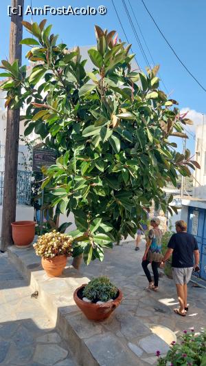 [P19] Satul Dalamas și un ficus maaare! » foto by Carmen Ion
 - 
<span class="allrVoted glyphicon glyphicon-heart hidden" id="av1425396"></span>
<a class="m-l-10 hidden" id="sv1425396" onclick="voting_Foto_DelVot(,1425396,2551)" role="button">șterge vot <span class="glyphicon glyphicon-remove"></span></a>
<a id="v91425396" class=" c-red"  onclick="voting_Foto_SetVot(1425396)" role="button"><span class="glyphicon glyphicon-heart-empty"></span> <b>LIKE</b> = Votează poza</a> <img class="hidden"  id="f1425396W9" src="/imagini/loader.gif" border="0" /><span class="AjErrMes hidden" id="e1425396ErM"></span>