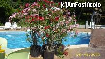[P10] ghivecele cu leandri stituati pe insula din mijlocul piscinei » foto by sheikha
 - 
<span class="allrVoted glyphicon glyphicon-heart hidden" id="av242814"></span>
<a class="m-l-10 hidden" id="sv242814" onclick="voting_Foto_DelVot(,242814,2552)" role="button">șterge vot <span class="glyphicon glyphicon-remove"></span></a>
<a id="v9242814" class=" c-red"  onclick="voting_Foto_SetVot(242814)" role="button"><span class="glyphicon glyphicon-heart-empty"></span> <b>LIKE</b> = Votează poza</a> <img class="hidden"  id="f242814W9" src="/imagini/loader.gif" border="0" /><span class="AjErrMes hidden" id="e242814ErM"></span>