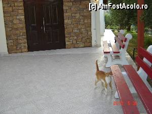 [P01] De ce oare in toate vacantele sunt prezente langa restaurant si pisici?  » foto by hlli
 - 
<span class="allrVoted glyphicon glyphicon-heart hidden" id="av424959"></span>
<a class="m-l-10 hidden" id="sv424959" onclick="voting_Foto_DelVot(,424959,2570)" role="button">șterge vot <span class="glyphicon glyphicon-remove"></span></a>
<a id="v9424959" class=" c-red"  onclick="voting_Foto_SetVot(424959)" role="button"><span class="glyphicon glyphicon-heart-empty"></span> <b>LIKE</b> = Votează poza</a> <img class="hidden"  id="f424959W9" src="/imagini/loader.gif" border="0" /><span class="AjErrMes hidden" id="e424959ErM"></span>