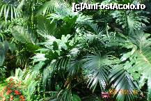 [P11] Prin desisul junglei tropicale » foto by liviadavidescu
 - 
<span class="allrVoted glyphicon glyphicon-heart hidden" id="av173333"></span>
<a class="m-l-10 hidden" id="sv173333" onclick="voting_Foto_DelVot(,173333,2571)" role="button">șterge vot <span class="glyphicon glyphicon-remove"></span></a>
<a id="v9173333" class=" c-red"  onclick="voting_Foto_SetVot(173333)" role="button"><span class="glyphicon glyphicon-heart-empty"></span> <b>LIKE</b> = Votează poza</a> <img class="hidden"  id="f173333W9" src="/imagini/loader.gif" border="0" /><span class="AjErrMes hidden" id="e173333ErM"></span>