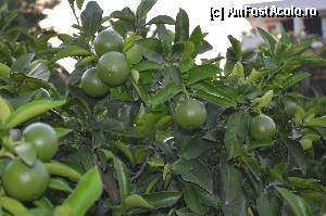 [P09] Mandarini... totul de un verde ireal.  » foto by Basy
 - 
<span class="allrVoted glyphicon glyphicon-heart hidden" id="av342912"></span>
<a class="m-l-10 hidden" id="sv342912" onclick="voting_Foto_DelVot(,342912,2585)" role="button">șterge vot <span class="glyphicon glyphicon-remove"></span></a>
<a id="v9342912" class=" c-red"  onclick="voting_Foto_SetVot(342912)" role="button"><span class="glyphicon glyphicon-heart-empty"></span> <b>LIKE</b> = Votează poza</a> <img class="hidden"  id="f342912W9" src="/imagini/loader.gif" border="0" /><span class="AjErrMes hidden" id="e342912ErM"></span>