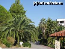 [P04] Palmieri, brazi, verde toata gradina » foto by april12
 - 
<span class="allrVoted glyphicon glyphicon-heart hidden" id="av393400"></span>
<a class="m-l-10 hidden" id="sv393400" onclick="voting_Foto_DelVot(,393400,2585)" role="button">șterge vot <span class="glyphicon glyphicon-remove"></span></a>
<a id="v9393400" class=" c-red"  onclick="voting_Foto_SetVot(393400)" role="button"><span class="glyphicon glyphicon-heart-empty"></span> <b>LIKE</b> = Votează poza</a> <img class="hidden"  id="f393400W9" src="/imagini/loader.gif" border="0" /><span class="AjErrMes hidden" id="e393400ErM"></span>