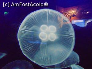 [P10] O meduza? asa cred... oricum superbe toate speciile » foto by GabrielaG
 - 
<span class="allrVoted glyphicon glyphicon-heart hidden" id="av725235"></span>
<a class="m-l-10 hidden" id="sv725235" onclick="voting_Foto_DelVot(,725235,2586)" role="button">șterge vot <span class="glyphicon glyphicon-remove"></span></a>
<a id="v9725235" class=" c-red"  onclick="voting_Foto_SetVot(725235)" role="button"><span class="glyphicon glyphicon-heart-empty"></span> <b>LIKE</b> = Votează poza</a> <img class="hidden"  id="f725235W9" src="/imagini/loader.gif" border="0" /><span class="AjErrMes hidden" id="e725235ErM"></span>