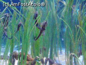 [P23] Caluti de mare » foto by GabrielaG
 - 
<span class="allrVoted glyphicon glyphicon-heart hidden" id="av725248"></span>
<a class="m-l-10 hidden" id="sv725248" onclick="voting_Foto_DelVot(,725248,2586)" role="button">șterge vot <span class="glyphicon glyphicon-remove"></span></a>
<a id="v9725248" class=" c-red"  onclick="voting_Foto_SetVot(725248)" role="button"><span class="glyphicon glyphicon-heart-empty"></span> <b>LIKE</b> = Votează poza</a> <img class="hidden"  id="f725248W9" src="/imagini/loader.gif" border="0" /><span class="AjErrMes hidden" id="e725248ErM"></span>