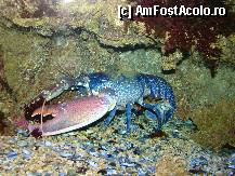 [P17] Imagini din Muzeul de Oceanografie » foto by Visan125
 - 
<span class="allrVoted glyphicon glyphicon-heart hidden" id="av303370"></span>
<a class="m-l-10 hidden" id="sv303370" onclick="voting_Foto_DelVot(,303370,2586)" role="button">șterge vot <span class="glyphicon glyphicon-remove"></span></a>
<a id="v9303370" class=" c-red"  onclick="voting_Foto_SetVot(303370)" role="button"><span class="glyphicon glyphicon-heart-empty"></span> <b>LIKE</b> = Votează poza</a> <img class="hidden"  id="f303370W9" src="/imagini/loader.gif" border="0" /><span class="AjErrMes hidden" id="e303370ErM"></span>